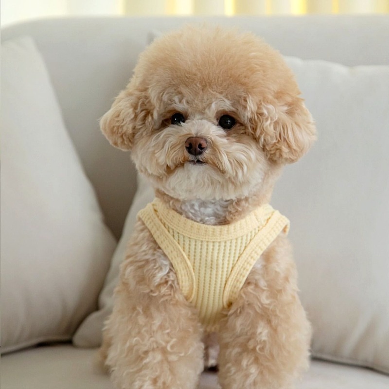 Yellow Waffle Pet Clothes Summ - Soft Summer Yellow Clothing review and price
